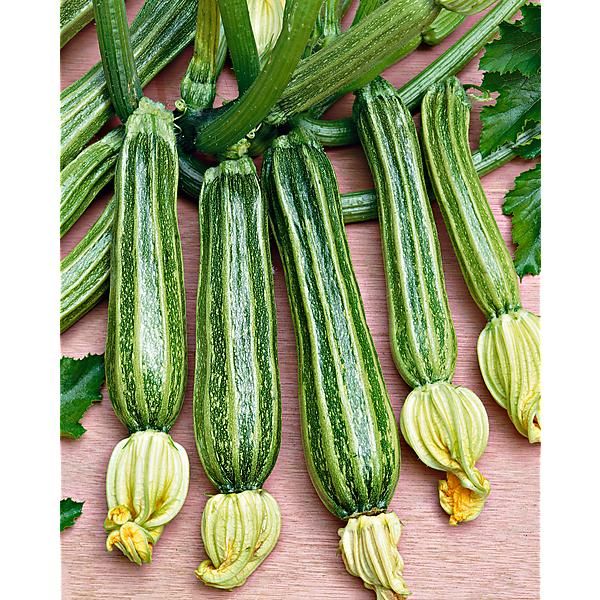 COURGETTE ROMANESCO Bio