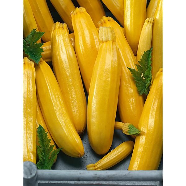 COURGETTE F1 BUTTERSTICK