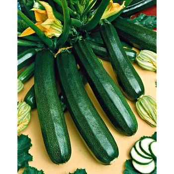 COURGETTE F1 NORIAC 2