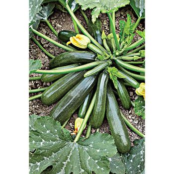 COURGETTE ZUBODA