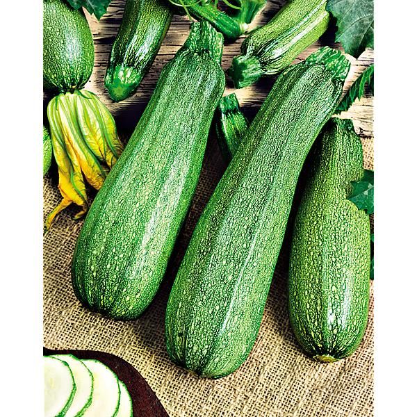 COURGETTE F1 ALBATROS