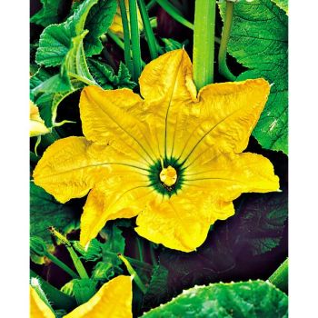 COURGETTE F1 ALBATROS 2