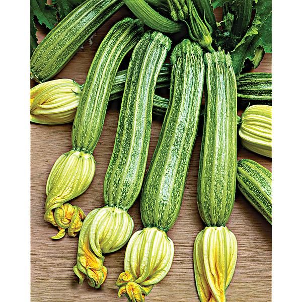COURGETTE F1 FLAMINIO