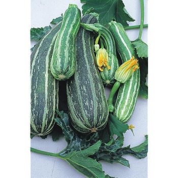COURGETTE VERTE NON COUREUSE des MARAÎCHERS