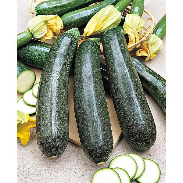 COURGETTE BLACK BEAUTY Bio