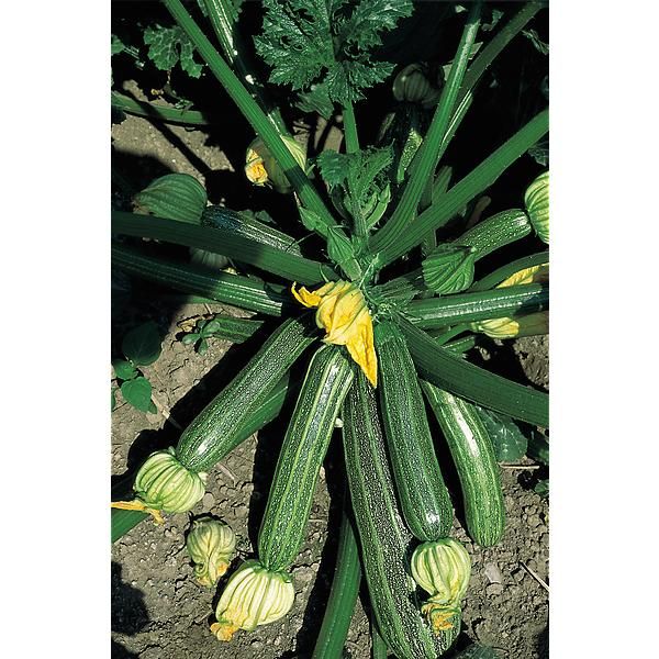 COURGETTE SAN PASQUALE
