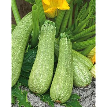 COURGETTE GENOVESE Bio