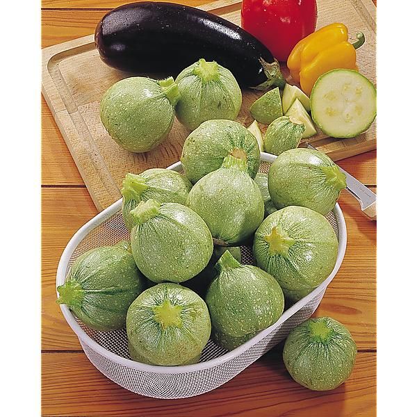 COURGETTE F1 GÉODE