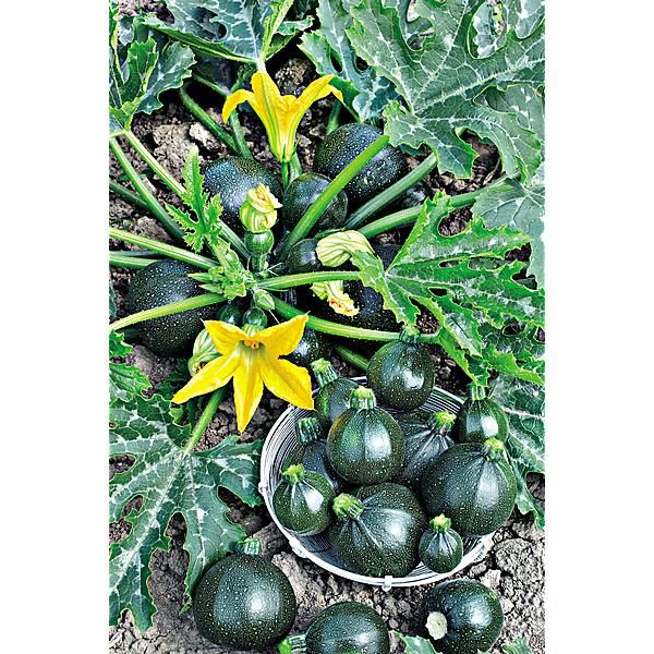 COURGETTE F1 GRAVITY Bio