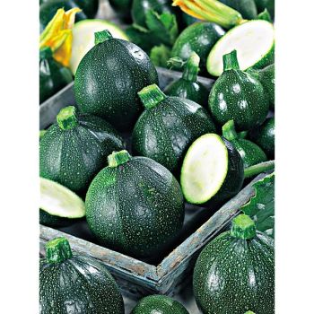 COURGETTE F1 GRAVITY Bio 2