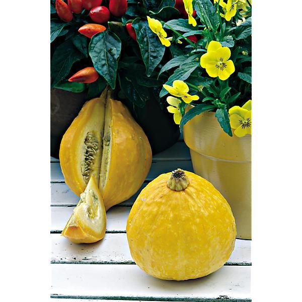 COURGETTE LEMON SQUASH