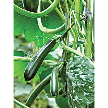 COURGETTE OLA ESCALADORA Bio