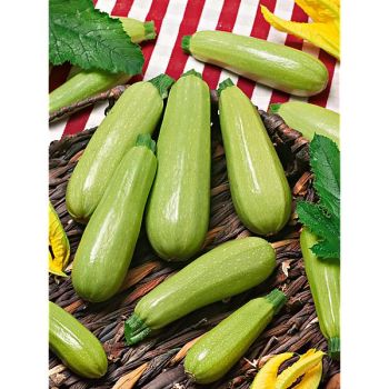 COURGETTE F1 AMALTHÉE Bio