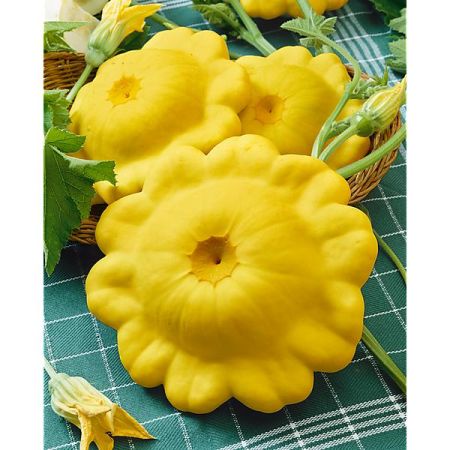 GRAINES de PÂTISSONS NON COUREUX