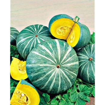 COURGE d’HIVER AMBAR
