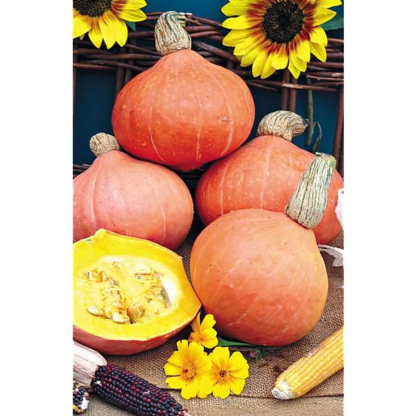 COURGE d’HIVER AMAZONKA