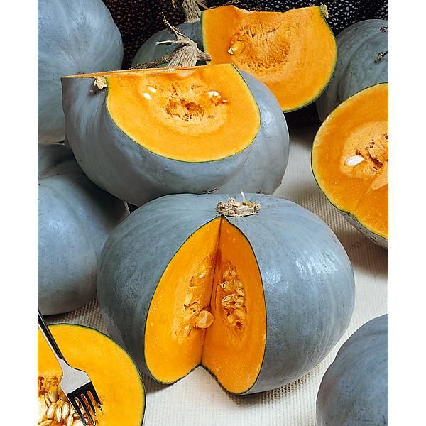 COURGE d’HIVER F1 BUSH BABY