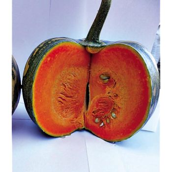 COURGE d’HIVER F1 ASTERIX