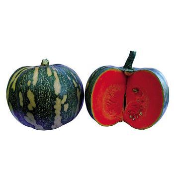 COURGE d’HIVER F1 ASTERIX 2