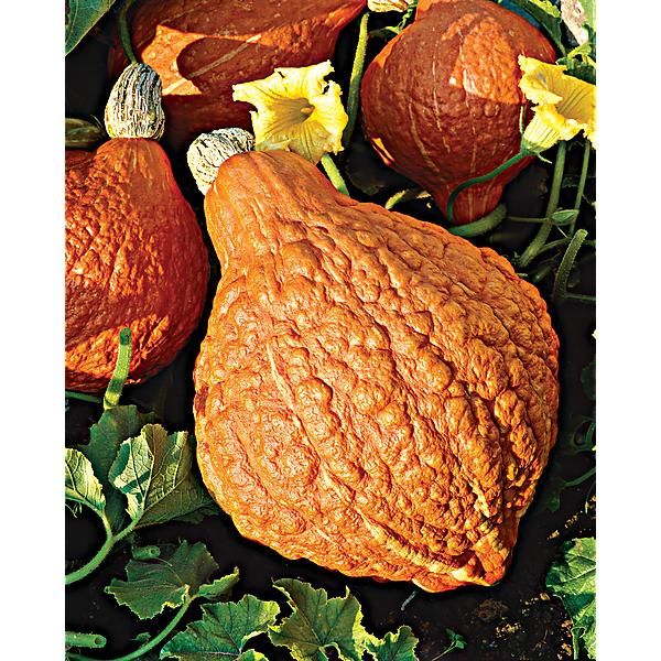 COURGE d’HIVER GOLDEN HUBBARD