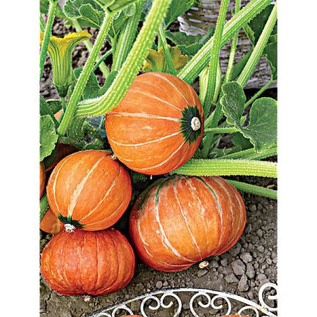 COURGE d’HIVER GOLD NUGGET