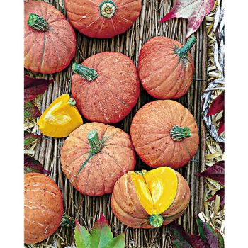 COURGE d’HIVER GOLD NUGGET 2