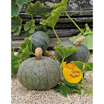 COURGE d'HIVER BLUE KURI