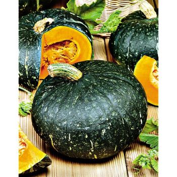 COURGE d'HIVER DOUX VERT d'HOKAIDO