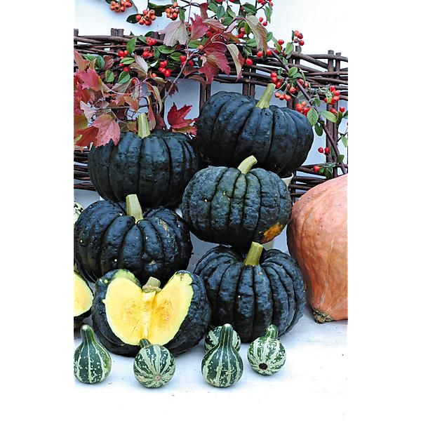 COURGE musquée FUTSU BLACK