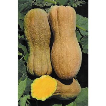 COURGE musquée VIOLINA