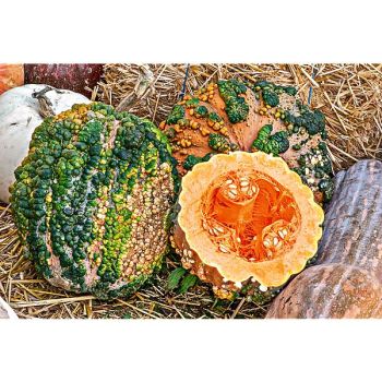 COURGE MUSQUÉE du MAROC
