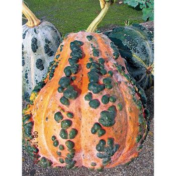 COURGE MUSQUÉE du MAROC 2