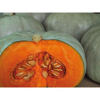 COURGE musquée F1 INVINCIBLE 2