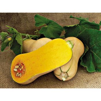 COURGE musquée F1 MATILDA