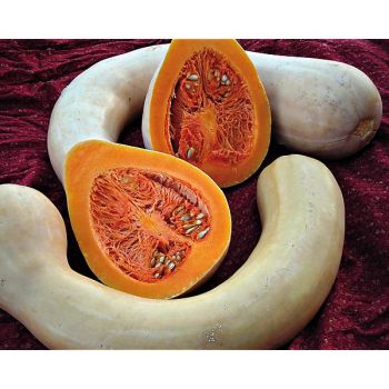 COURGE musquée TAHITI MELON