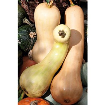 COURGE musquée TAHITI MELON 2