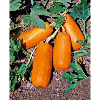 COURGE musquée LONG PIE