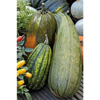 COURGE musquée LONG PIE 2