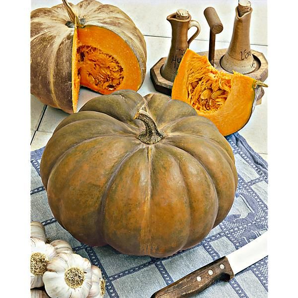 COURGE musquée F1 MANOSK