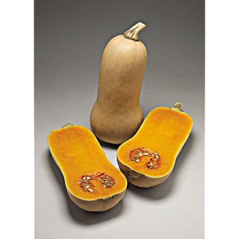 COURGE butternut F1 RIPOR 2