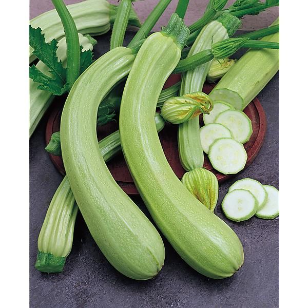 COURGE musquée de NICE à FRUITS LONGS