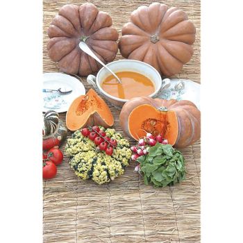 COURGE musquée MUSCADE de PROVENCE Bio