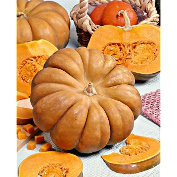 COURGE musquée MUSCADE de PROVENCE Bio 2