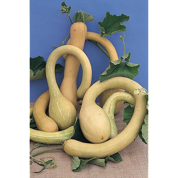 COURGE musquée TROMBONCINO ou D'ALBENGA