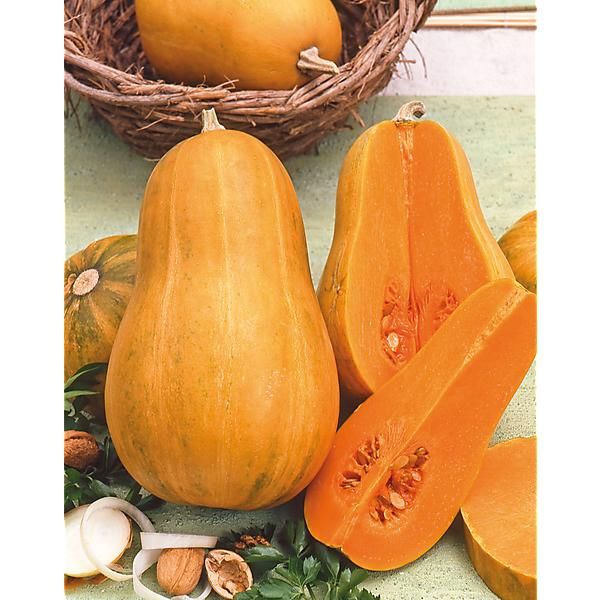 COURGE musquée SUCRINE du BERRY