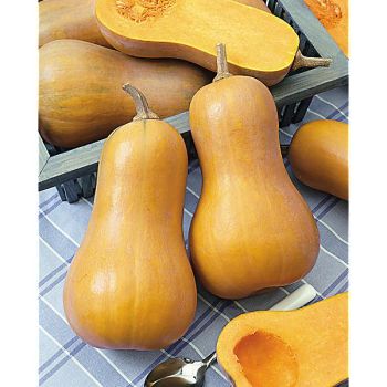 COURGE musquée SONCA