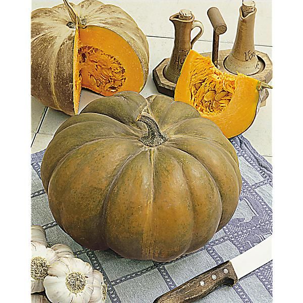 COURGE musquée F1 BUCKSKIN