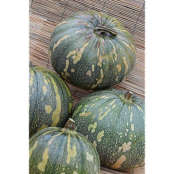 COURGE musquée F1 LA ESTRELLA