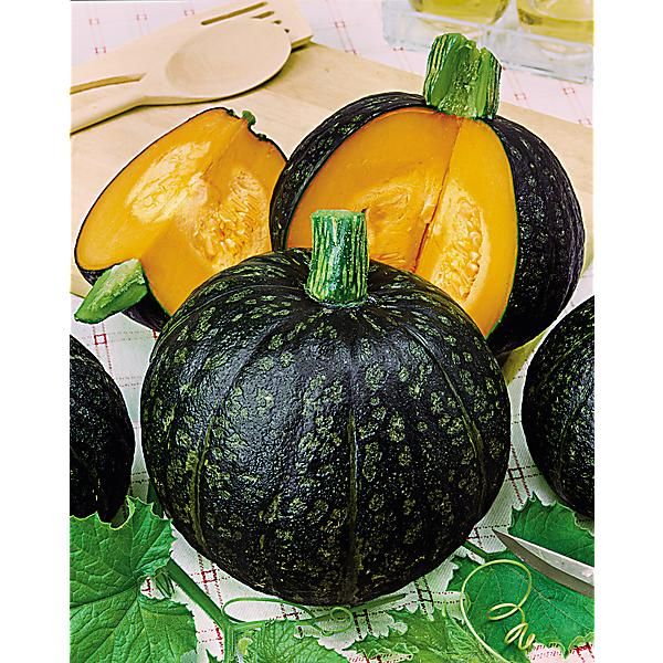 COURGE musquée F1 SHIATSU