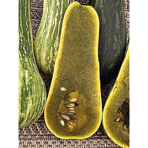 COURGE musquée AYOTE GUATEMALAN GREEN FLESH